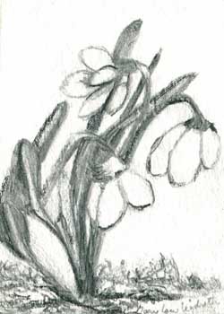 "Snow Drop #2" by Mary Lou Lindroth, Rockton IL - Pencil